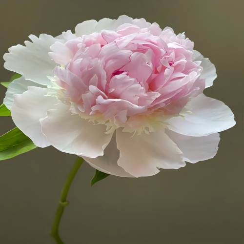 Angel Cheek Peony